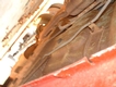 1975 Dodge Dart   thumbnail image 08